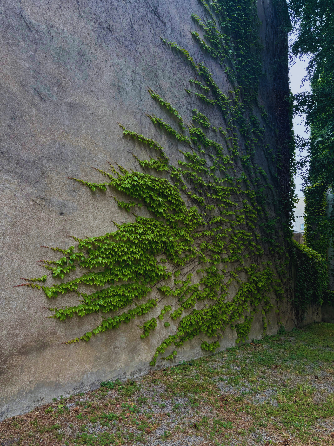 "Let it consume you" Collectio(n.) 2022  - 